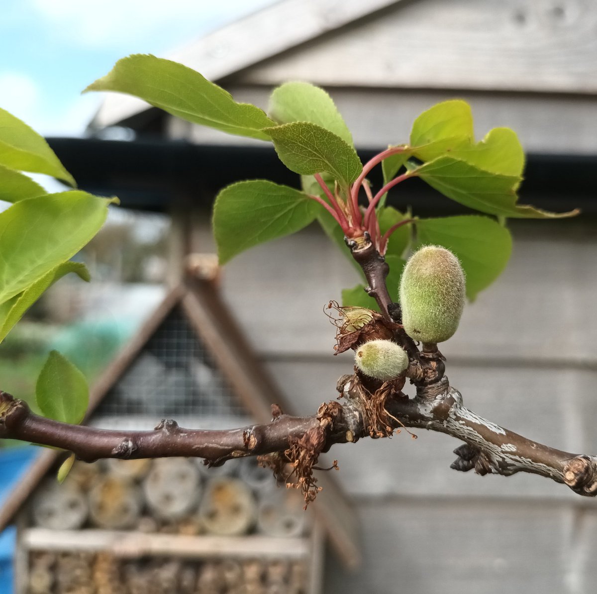 Much excitement as my Apricot tree is forming fruits for the first time. Fingers crossed we don't get any late frosts. #allotment #apricot