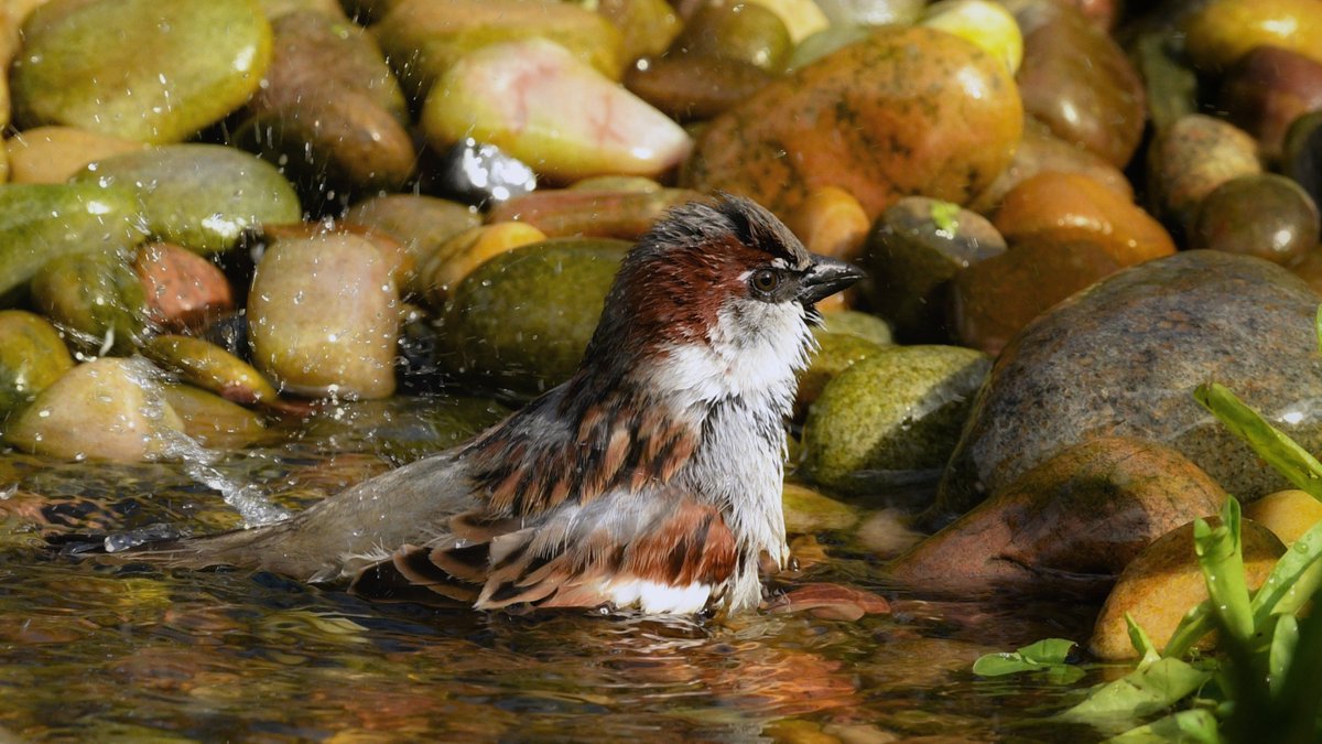 A #sparrow in the pond. 

#wildlifepond #TwitterNatureCommunity #nature #BirdsofTwitter  #birdtwitter #SparrowFamily