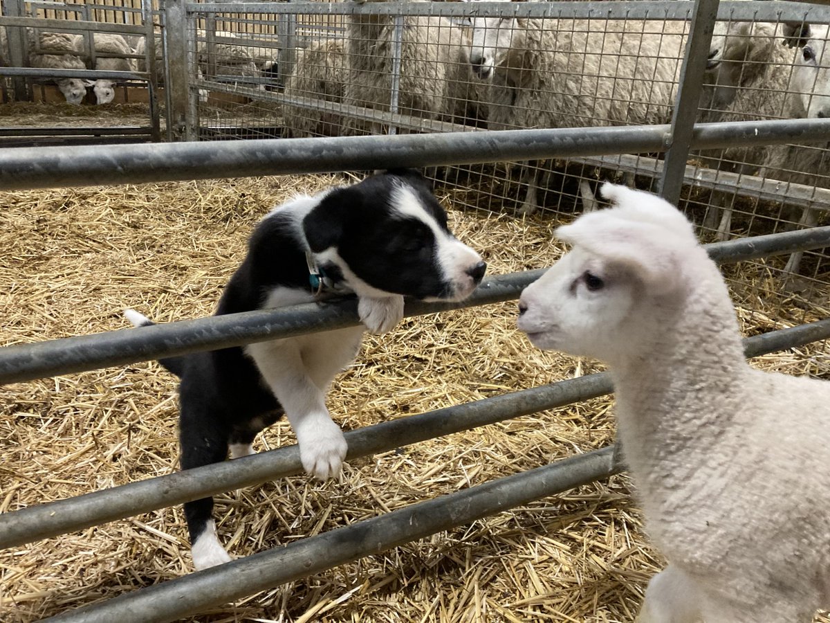 Fferm Fronlas Farm tweet media