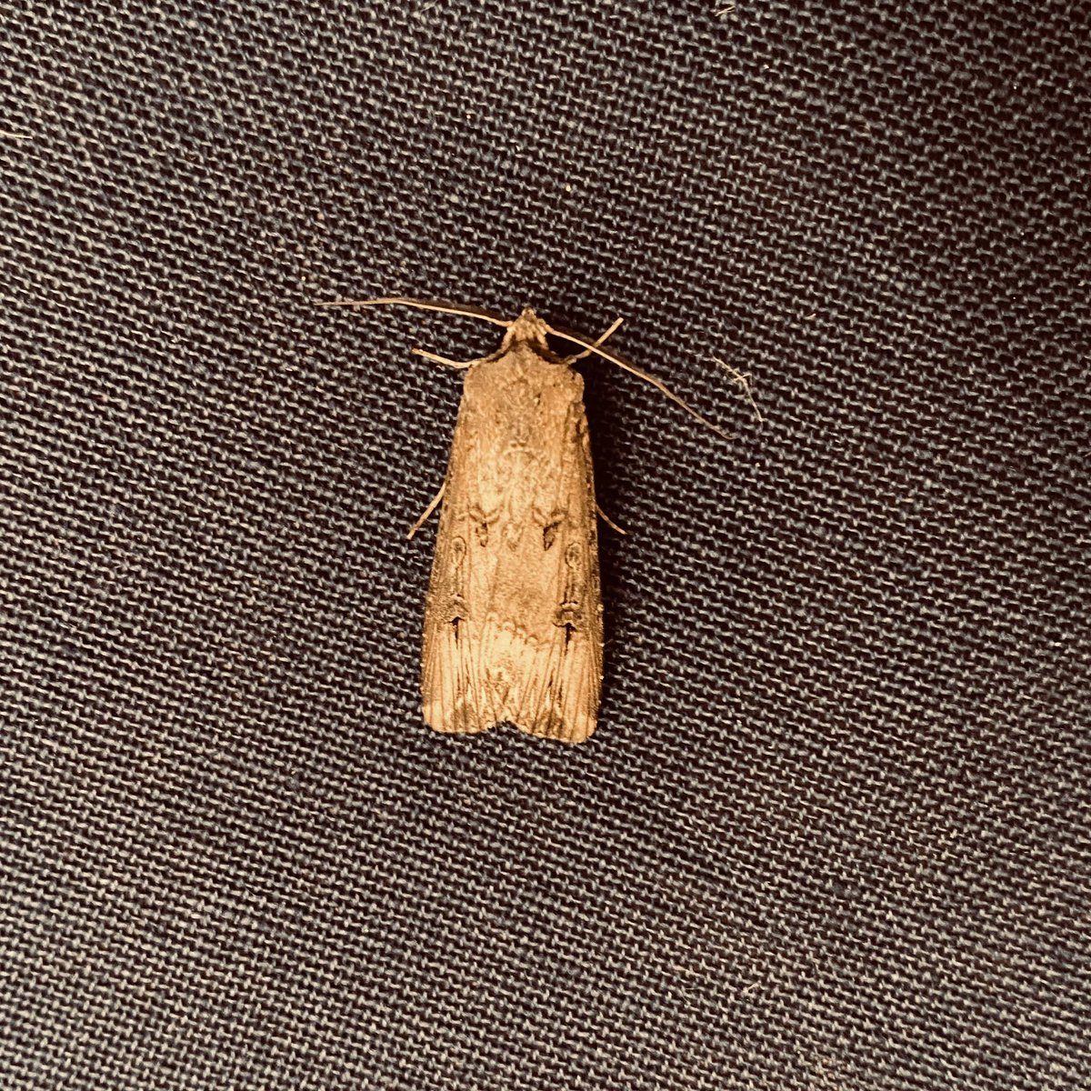 Dark sword-grass found on re-checking egg trays before storing today. Pleasantly surprised after 7 moths of 3 (Orthosia) species to MV light last night. Other sightings further S and W last night so this may have arrived on the sou'wester from continental Europe. @MothsSomerset