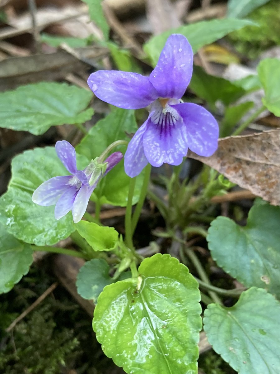 Early Dog-violet (Viola reichenbachiana) growing under the Weeping Willow outside my garden #wildflowerhour #VioletChallenge #Herefordshire