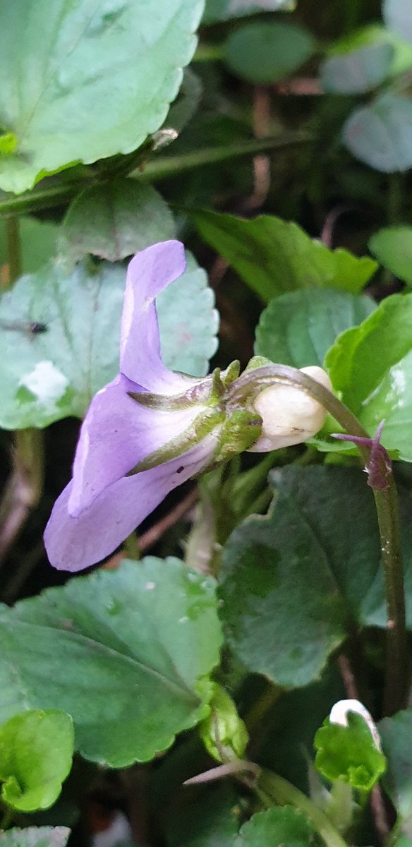 Common Dog-violet (Viola riviniana) - interesting that the oily seeds are a favoured food of ants, the ants act as gardeners or seed dispersal agents by carrying seeds back to their colony where some are discarded & germinate, leading to violets on ant-hills. #VioletChallenge