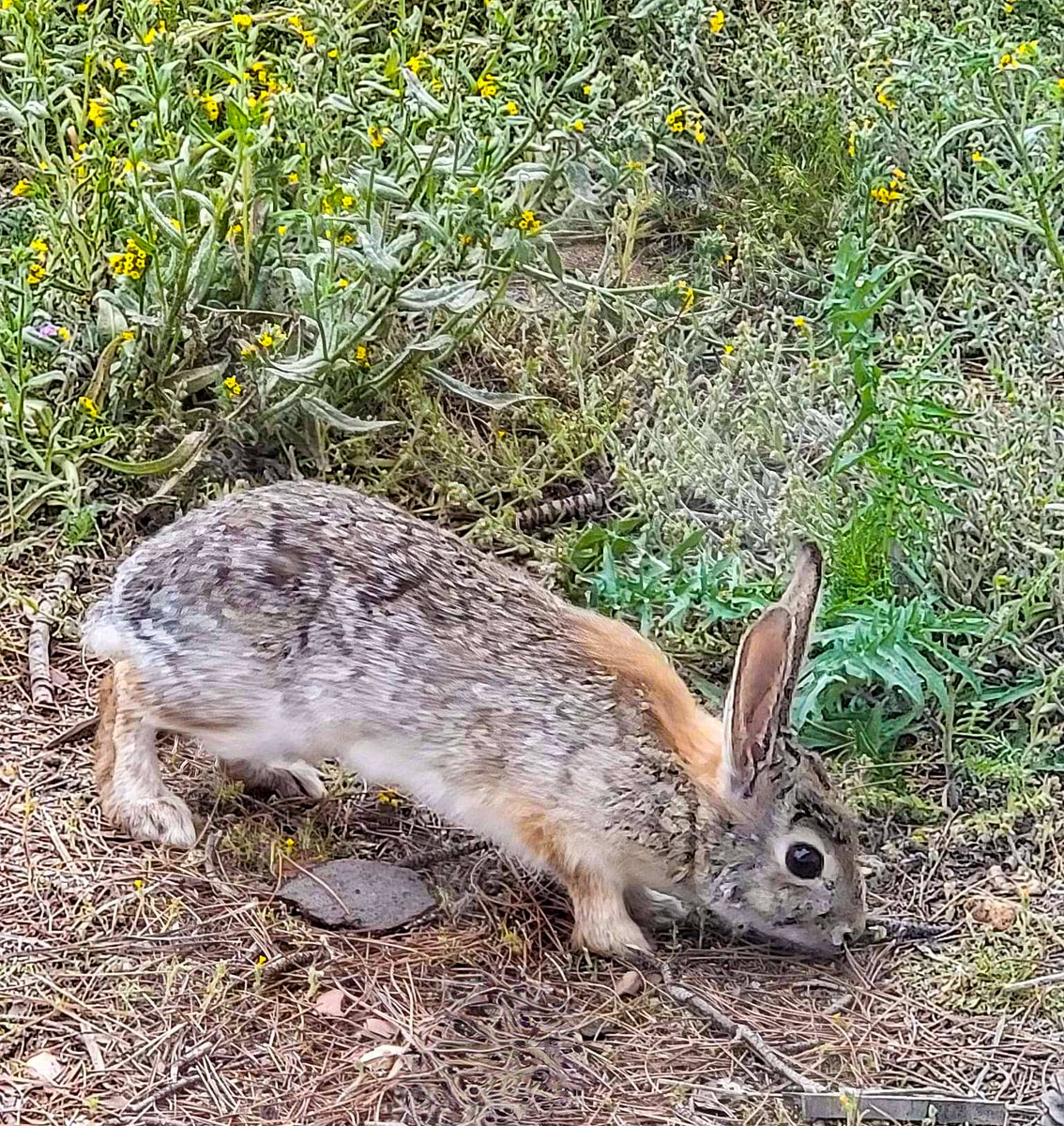 I'm glad to see the bunnies back after so many died a few years back from a virus. #desertcreatures #mojavedesert