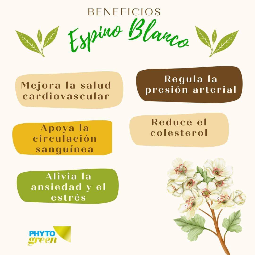 Espino Blanco 

Cuida tu Corazón con el Poder del Espino Blanco

1. Mejora la salud cardiovascular.
2. Regula la presión arterial. 
3. Reduce el colesterol. 
4. Apoya la circulación sanguínea.
 5. Alivia la ansiedad y el estrés. 

#CorazonSaludable #EspinoBlanco #LaVentanaNatural