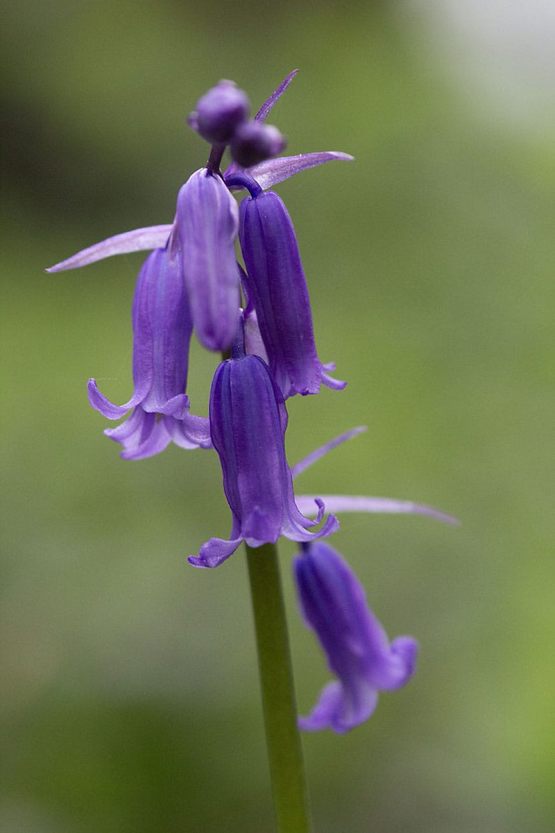 First Bluebell of the season at Lough Ennell, Mullingar. #wildflowerhour @BSBIbotany @wildflower_hour