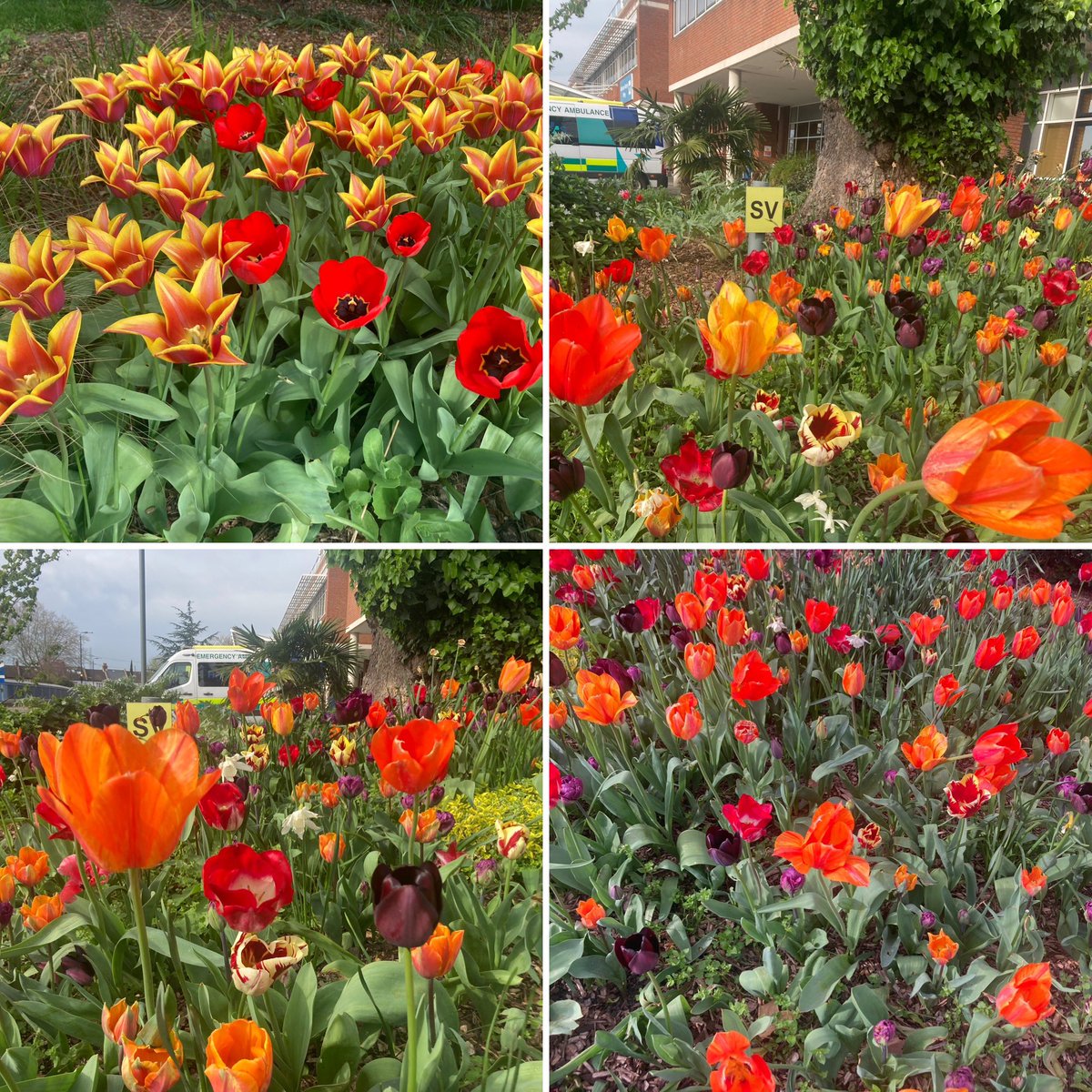 #tulipomania #tuliptime @StGeorgesTrust #AprilVibes #springtime