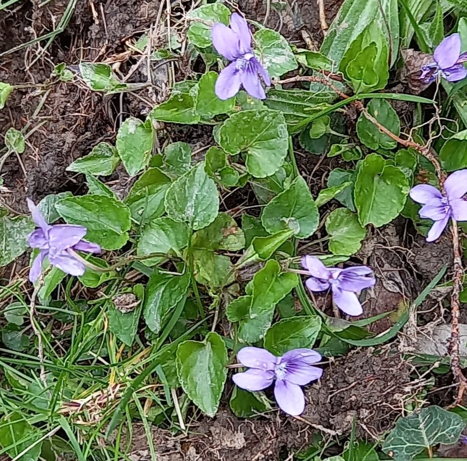 Early dog violets here in Colwyn Bay for this week's #WildflowerHour #VioletChallenge @wildflower_hour @Love_plants @BSBIbotany @BSBICymru @NearbyWild @WildFlowerSoc @WildaboutPlants @NatureUK @Naturalcalendar