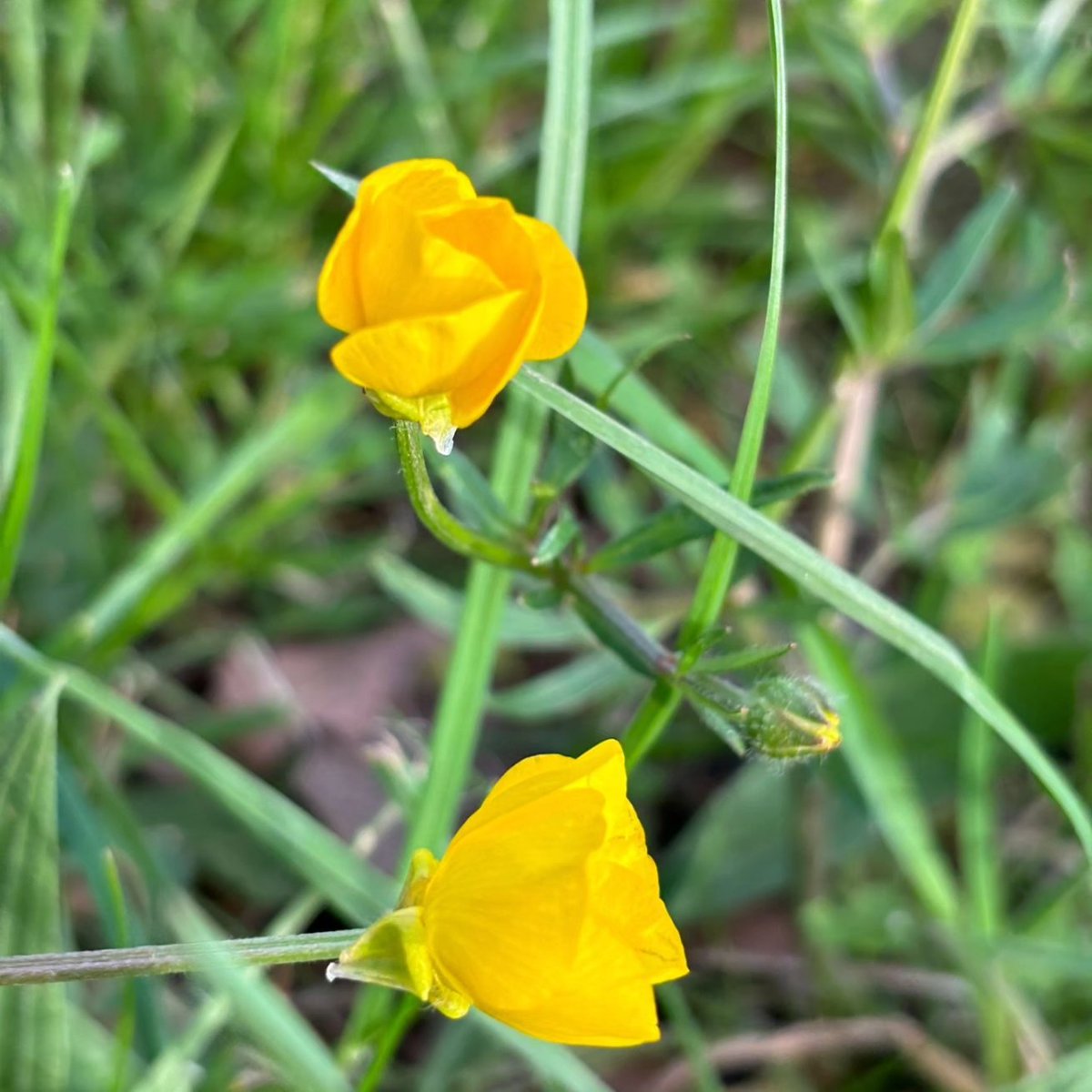 This is a small tortoiseshell butterfly - an increasingly rare species - recorded recently on the Commons. Read our #April newsletter to find out about this and other recent observations. chislehurstcommons.uk/events-newslet… #april #Chislehurst #localwildlife #localwildflowers #biodiversity