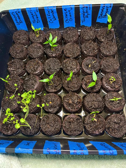 i'm so excited for my little pepper gals.  i'm growing a mix of SWEET:  Lemon Dream, Tangerine Dream