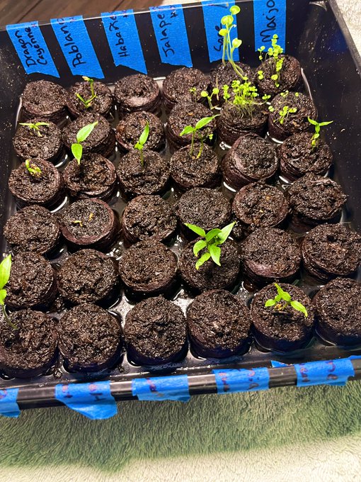 i'm so excited for my little pepper gals.  i'm growing a mix of SWEET:  Lemon Dream, Tangerine Dream