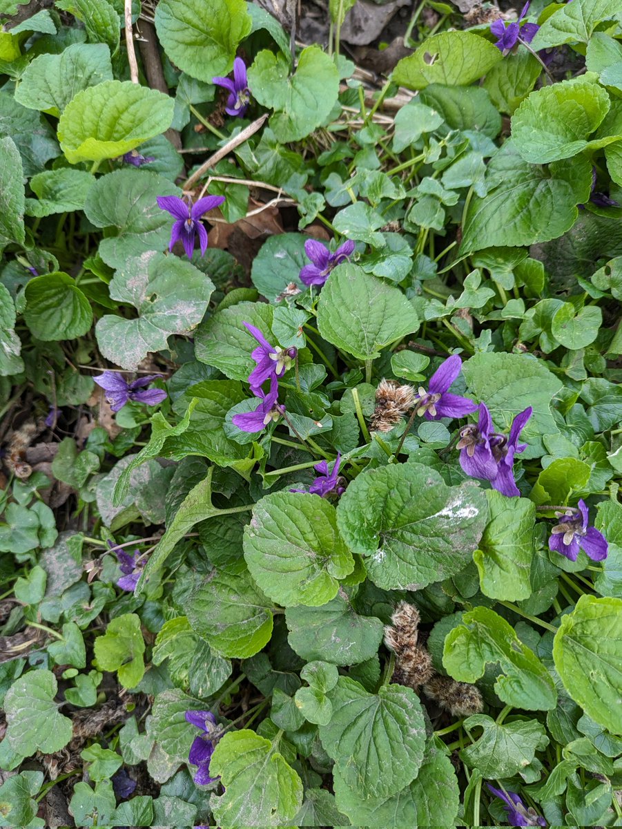 For #wildflowerhour #violetchallenge seen at Brightlingsea this week😉
