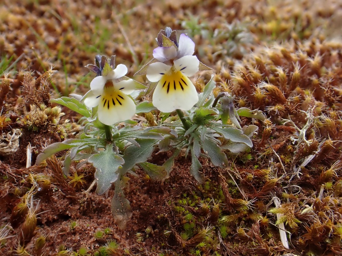 Field Pansy (Viola arvensis) in old sand and gravel quarry in Shropshire this week. #wildflowerhour #violachallenge