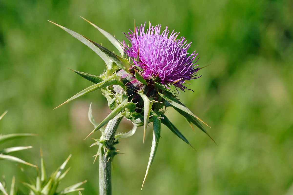 The mistranslation of “Sissel” becoming Thistle’s canon name is seriously so hysterical to me because like yeah I’m sure that the purple flower which symbolizes protection, pain and pride is definitely not the character’s intended name like yeah totally guys. great job