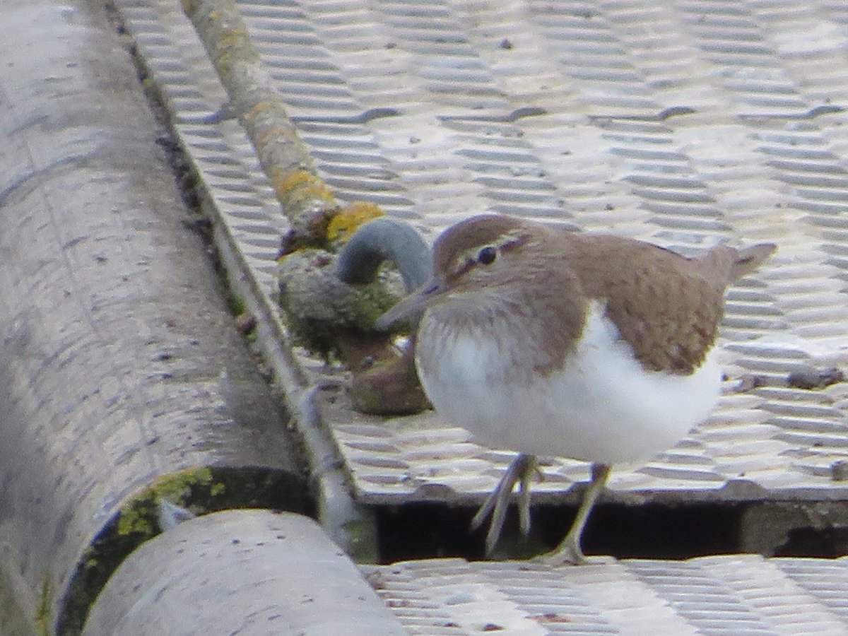 Frampton pools 6 Cattle Egret 1 Common Sandpiper 100+Sand Martin 10+ Swallow 3 Willow Warbler 3 Kingfisher 2 Oystercatcher 5 Shelduck 31 Curlew got as far as the court lake only to double back to the Severn #GlosBirds