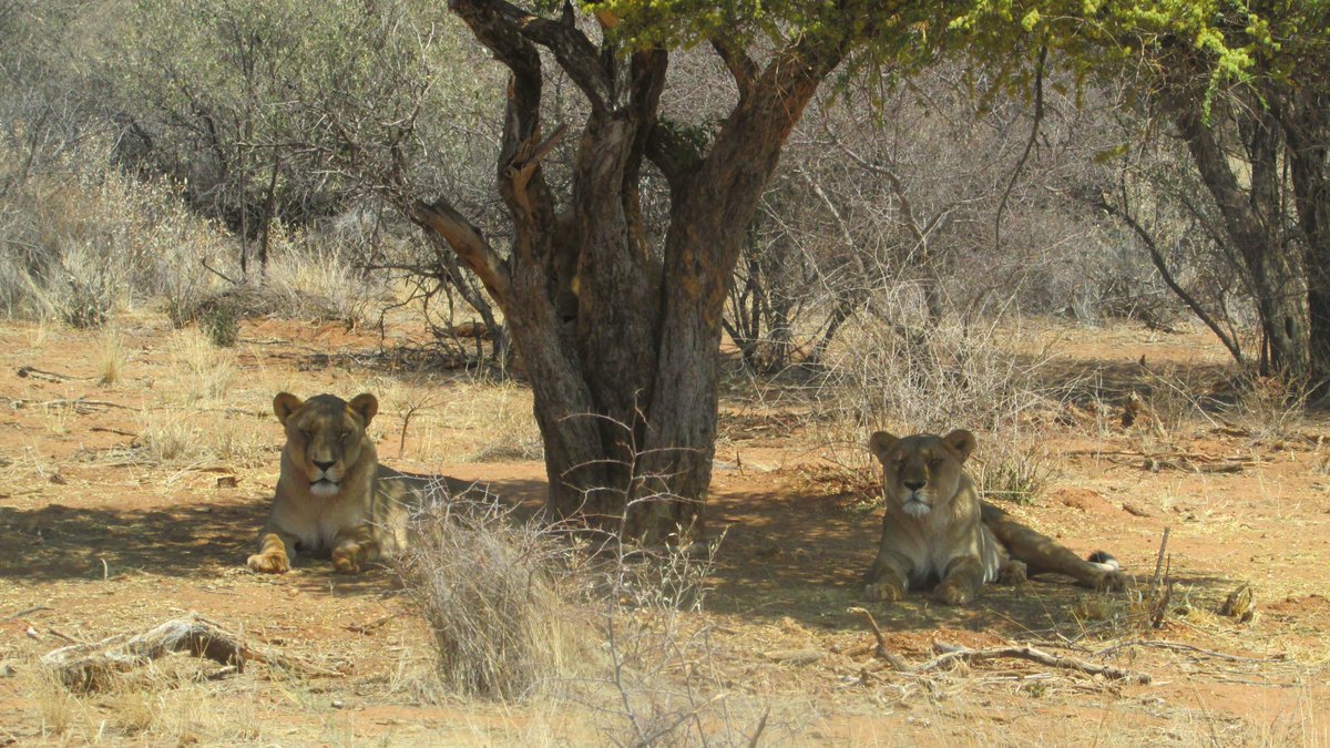 Found my old SD card from when I went volunteering an animal sanctuary in Namibia and a lion played hide and seek with us