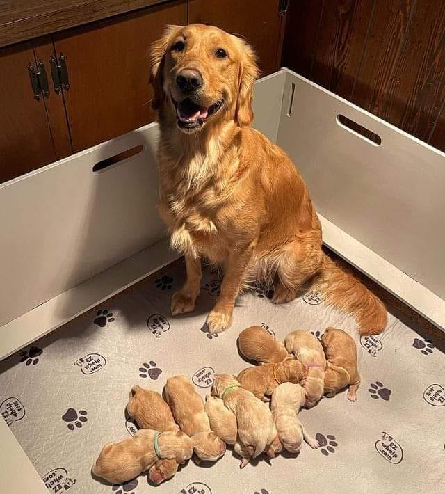 BestinDogs's tweet image. Picture of the day, On a scale from 1 - 10 how beautiful is this photo?💞