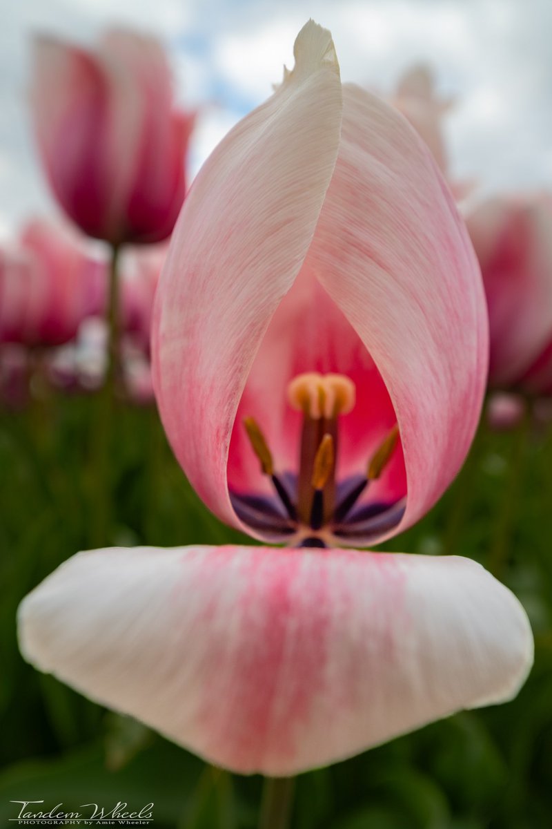 Views of The Salmon Impressions 

A different view of this mighty tulip. One of the tallest tulips I have had the pleasure of photographing. They stand between 18-26 inches tall.  
(click photo for full view)

#pnw #sonorthwest #wawx #SkagitTulips #tulips #skagitvalley