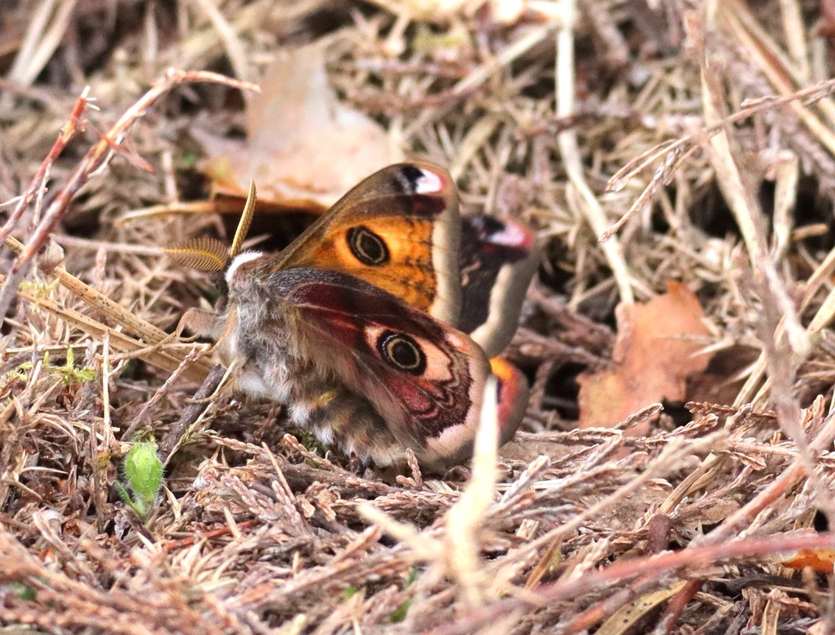 Emperor Moth (male), Thursley Common. A first for me!