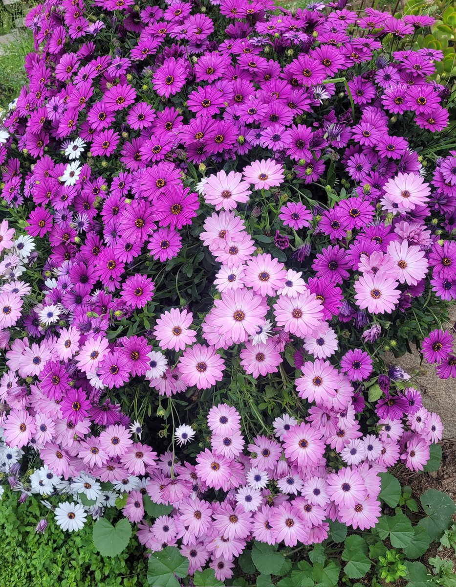 Molt bona setmana gent bonica👍🥰🥰