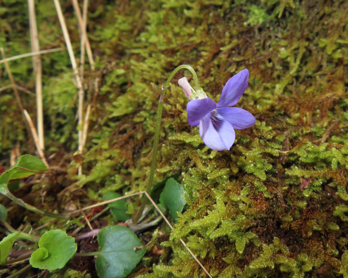 One of the Dog Violets growing on a mossy stump, should have checked the i.d. sheet, sepals quite important! #wildflowerhour