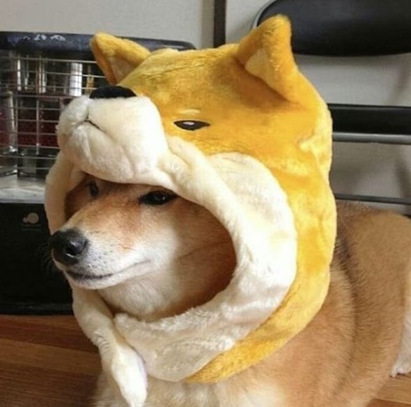 InuInuToken's tweet photo. Long before $WIF, there was a dog. A dog with hat. The dog's name was Inu Inu, the last great meme on Ethereum.

The $INUINU token launched during the bear market on July 7, 2022. The developer burned LP and left. He had no idea what was coming in 2024.  Do you?  

🐶🚀 https://t.co/2UvrWfFSnJ