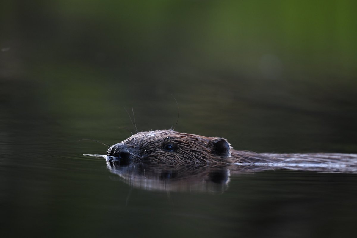 It’s #InternationalBeaverDay 🦫’s deadwood filled wetlands create habitat for many species, hold water in floods & drought & provide a breaker during wildfires. As climate change intensifies we’ll need 🦫 more & more. Let’s raise a glass to them. They matter more than we know.