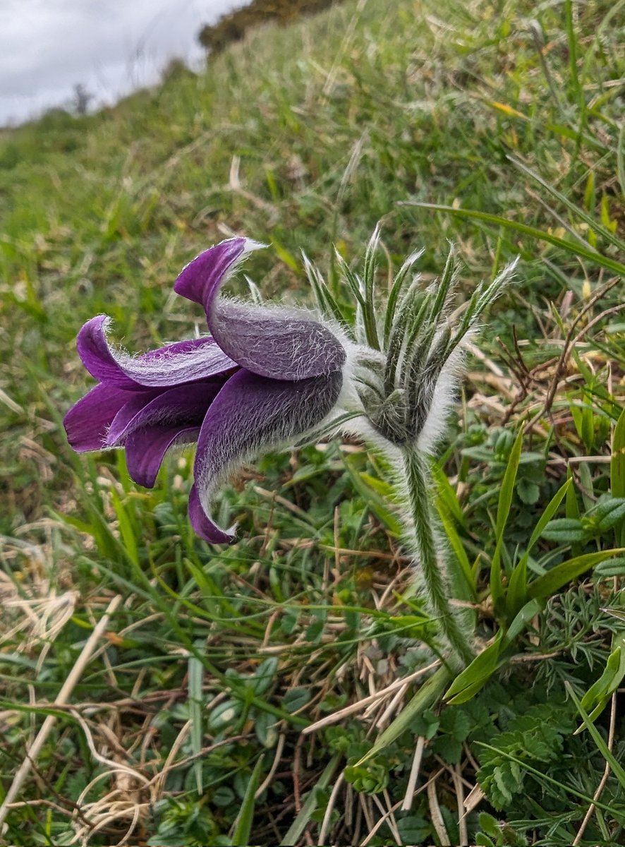 The Pasque Flowers (Pulsatilla vulgaris) are starting to flower on the slopes at Barnsley Warren, #Gloucestershire. Photographing them during Storm Kathleen was a bit of a challenge though😆 #WildflowerHour #Spring #NaturePhotography