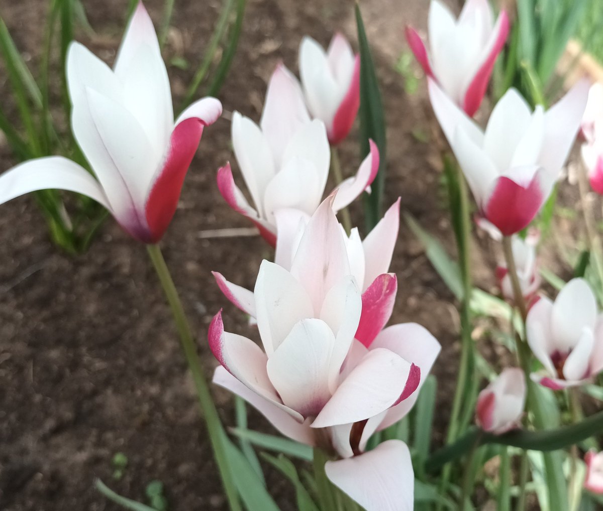 I think this is Tulipa Clusiana 'Peppermint Stick'. I had it in pots last year and planted at the allotment after flowering. It's really striking. #allotment #garden #tulipaclusianapeppermintstick