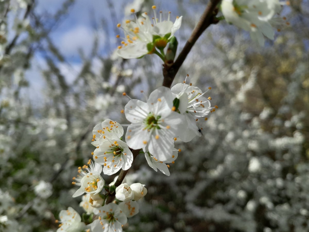 No, I will never tire of the blackthorn suddenly growing white! #wildflowerhour