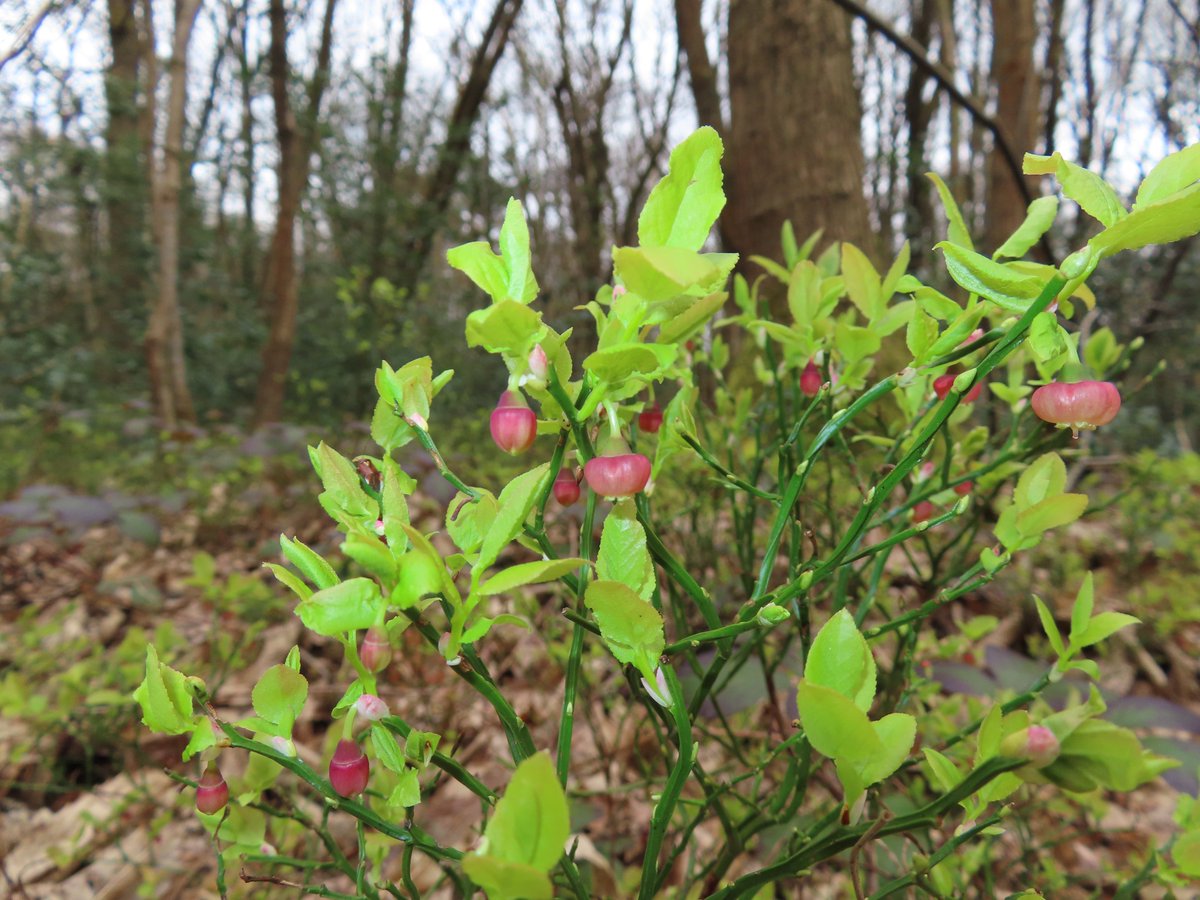 Bilberry starting to take on its reddish colour. #wildflowerhour