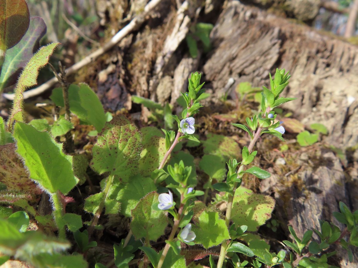 Broom and Thyme-leaved Speedwell both starting to flower in the coppice. Broom will be spectacular in Barming / Oaken wood coppice next week. #wildflowerhour