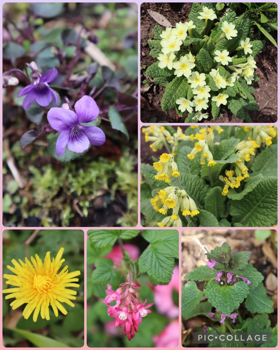 From our garden this week for #WildflowerHour @BSBIbotany