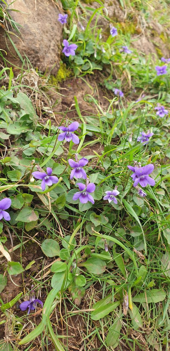 lydia_massiah's tweet photo. Violets & Primroses line the cliff paths of the Lizard - mainly Common Dog Violets (Viola riviniana)
#VioletChallenge 💜
#wildflowerhour https://t.co/QO21a7Lrc2
