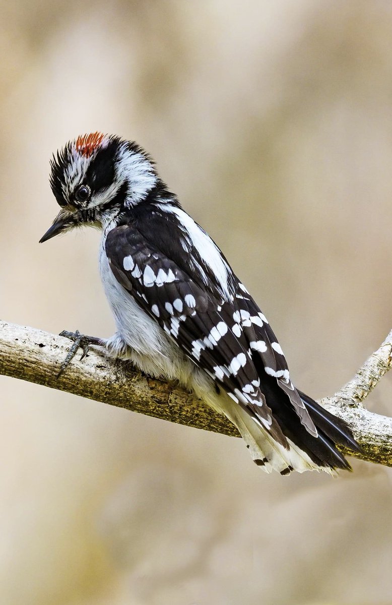 Little Downy Woodpecker 
By ~ Sarun  Chhith