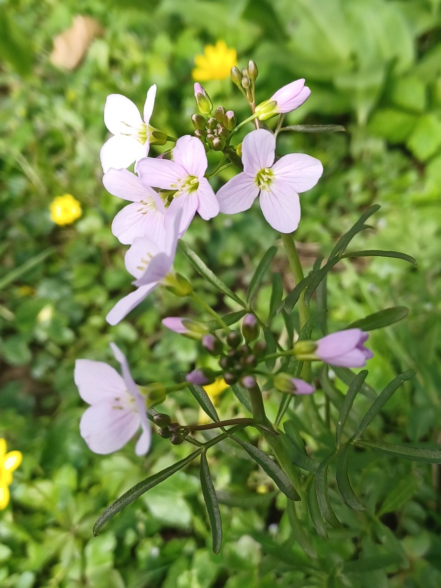 #wildflowerhour Cuckoo Flower (Cardamine pratensis) found in S. Cumbria.