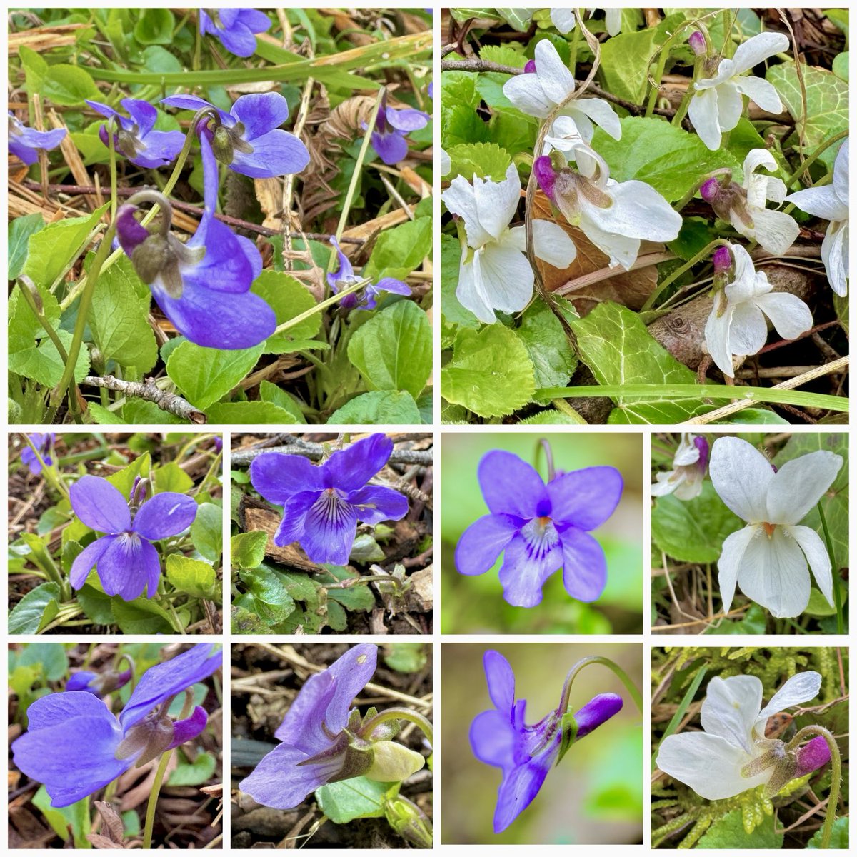 A comparison of Hairy, Common Dog, Early Dog and Sweet violets. 
#wildflowerhour #violetchallenge #Silverdale ⁦@BSBIbotany⁩