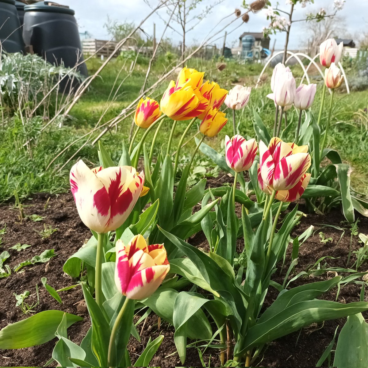 These Tulips are planted between Dahlias which stay in the ground over winter. They seem to like the sandy soil and flower well every year. #allotment #garden #tulip