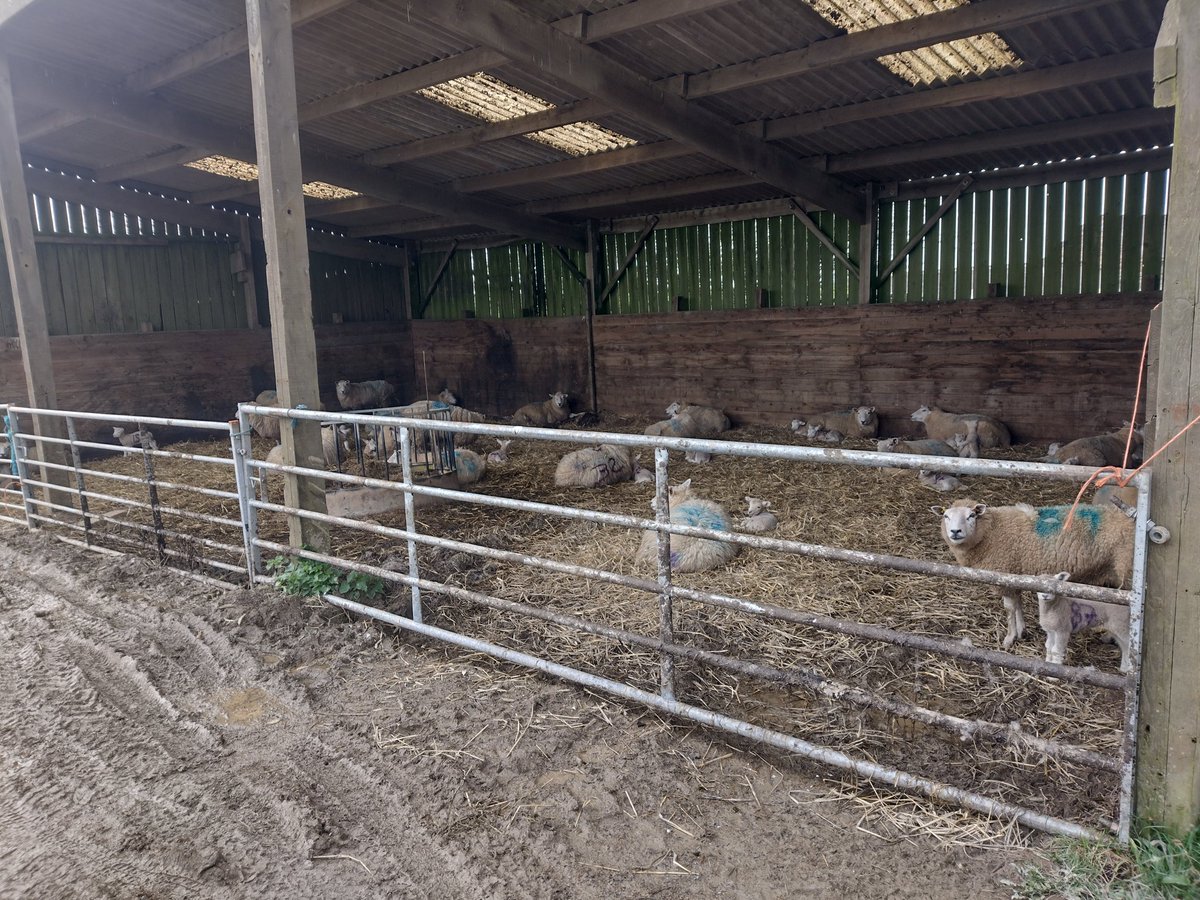 cvfarming's tweet photo. Weather making things challenging but we are getting on well. Outdoor lambing abandoned as unfeasible, a difficult decision to make as it has meant kicking cattle out onto tender ground to have indoor lambing space. Rock and a hard place but we are very fortunate compared to some https://t.co/XTRvwxlRvf