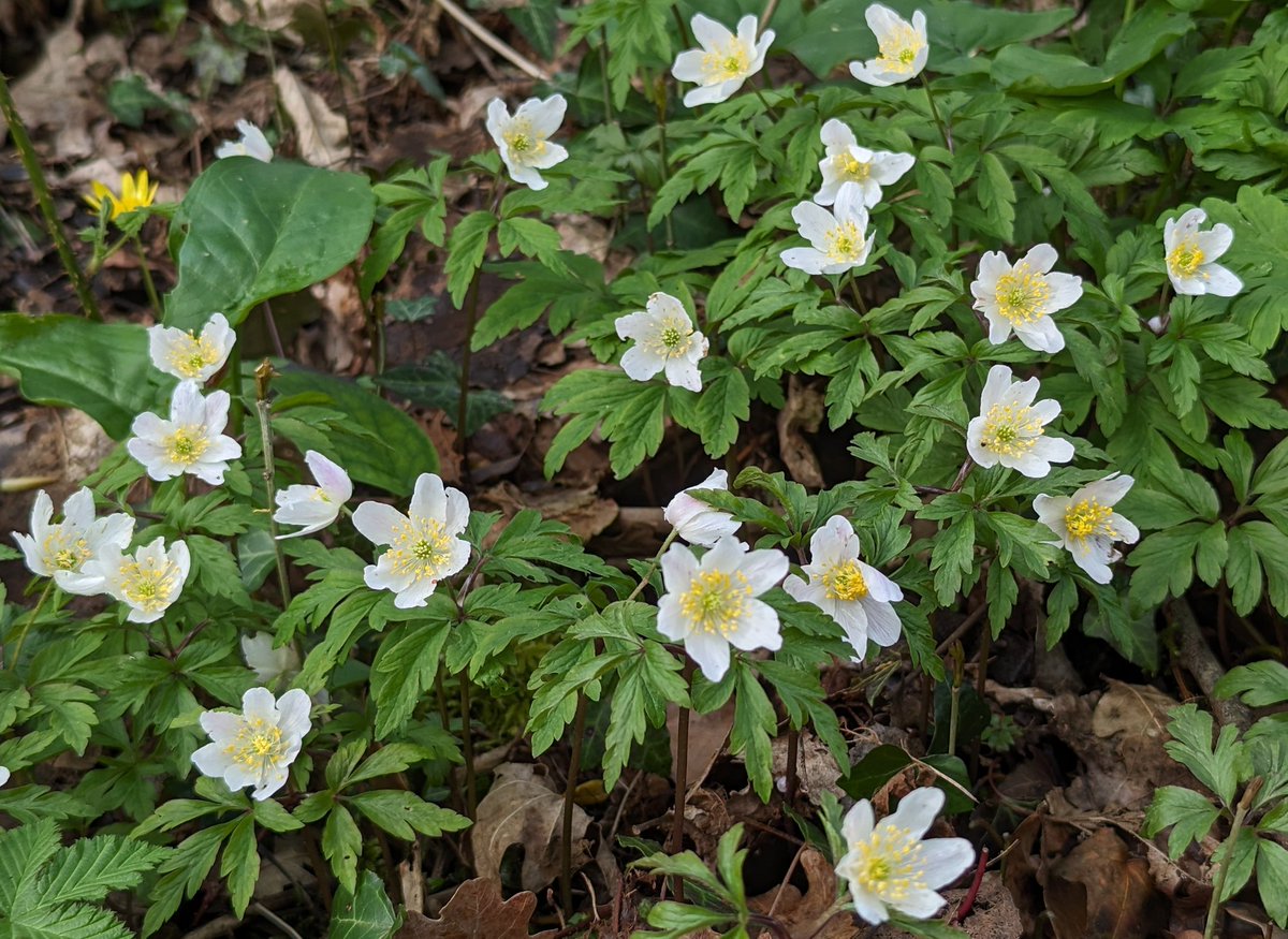 Starry Wood Anemones (Anemone nemorosa) spangling the woodland floor. Lower Woods Nature Reserve, South Gloucestershire. #WildflowerHour #Woodland #Spring