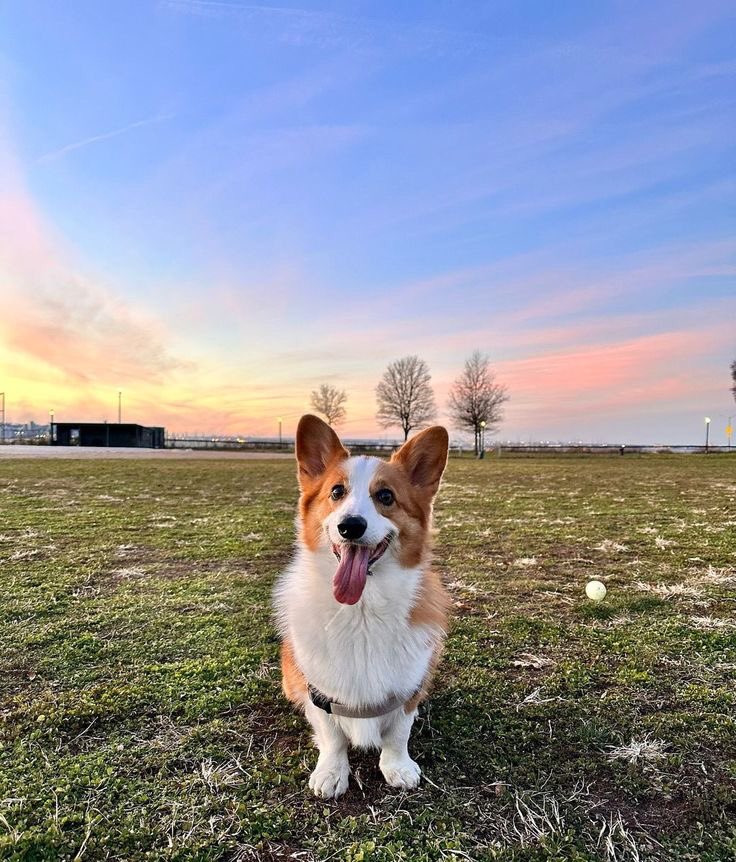 so cute🫶🥰 

credit 📸:@pinterest 

#corgidog #corgibutt #corgilove #corgipuppy #corgilife #corgicute #corgiworld #corgibest