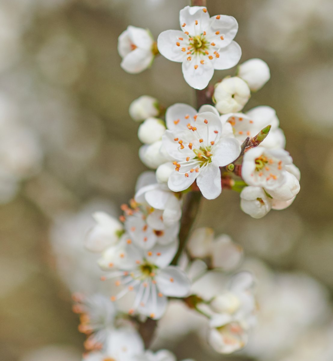 Blackthorn blossom from the start of the week #wildflowerhour