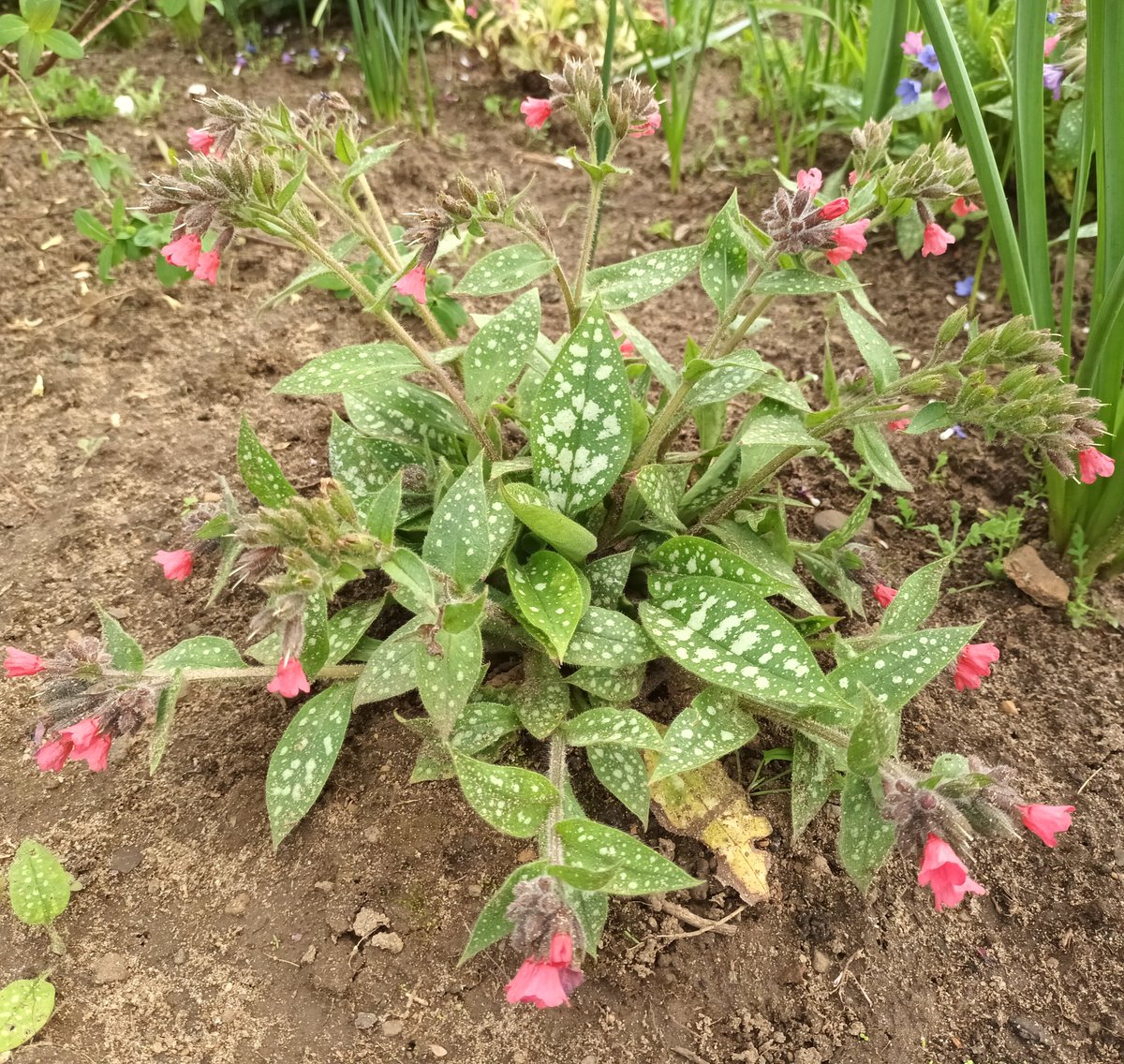 This Pulmonaria is called 'Shrimps on the barbie' and is a great shade of red. I'm trying to alternate it with white ones but they aren't establishing as well. #allotment #garden #pulmonaria #pulmonariashrimpsonthebarbie