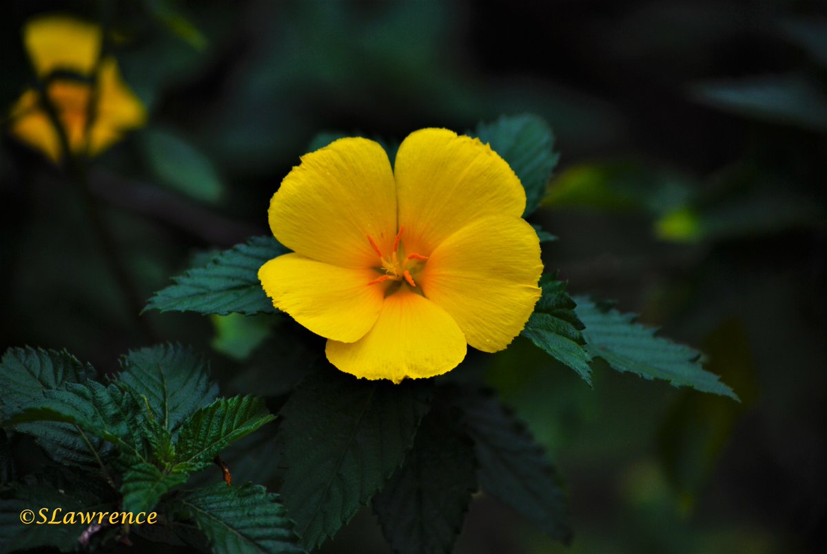 Good morning! A Yellow Alder for #YellowSunday. Happy thoughts and smiles all around. #photo #photography #photooftheday #TwitterPhotographyCommunity #TwitterNaturePhotography #TwitterNatureCommunity #NaturePhotography #nature #flowerphotography #floral #Flowers #SundayYellow