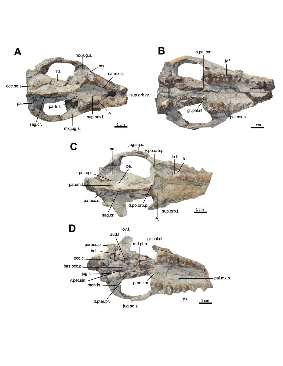 The reconstruction of whale evolution is a crowning achievement in paleontology. Indohyus, from #Eocene #India, has been crucial as the oldest known ancestor of whales. Now, a new study examines its skull in detail for the first time and adds important new data! #OpenAccess