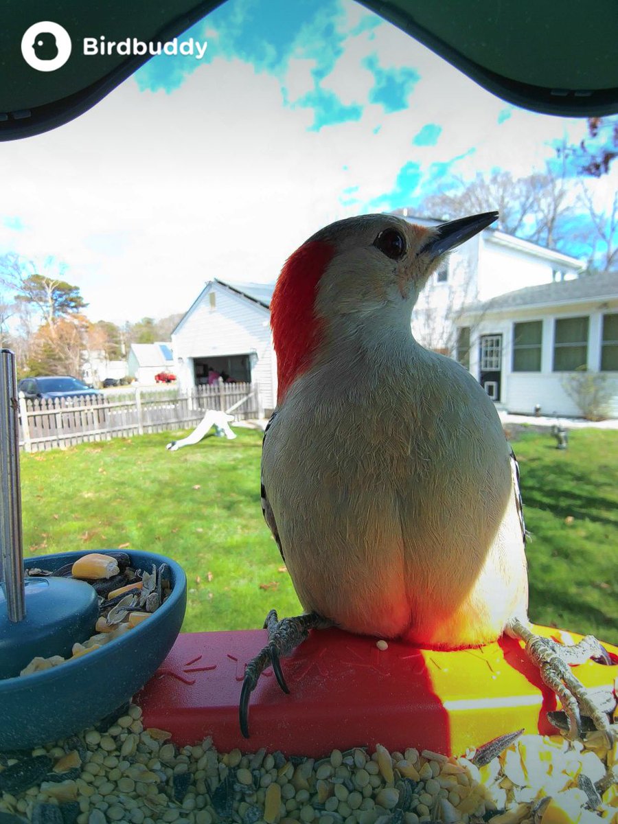 zachattack0917's tweet image. Red bellied woodpecker #birdbuddy #birding