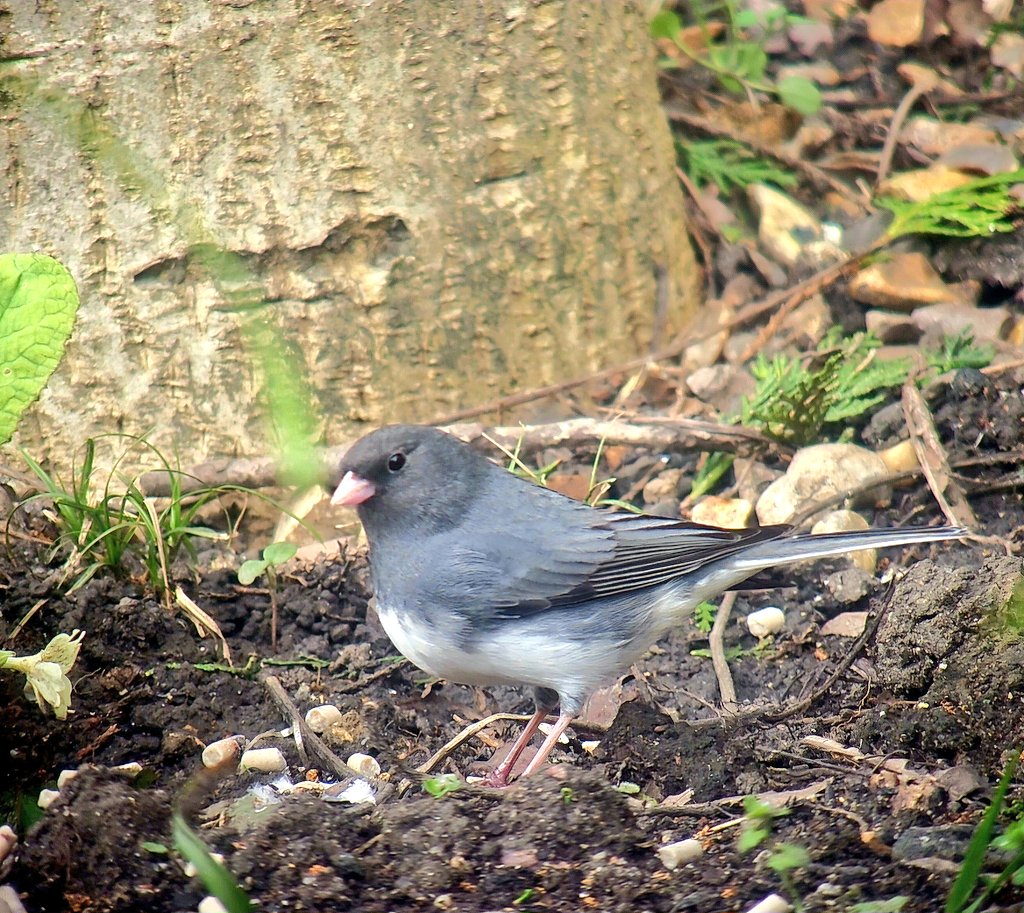 ✅️💥Dark-eyed Junco💥✅️
I was very impressed with the stunning male Dark-eyed Junco in Gillingham, Dorset. A great days birding with @AnthonyAreed. It was also nice to catch up with some good friends too. (Thanks to Nathan for access)
Life ✅️ 395
@BirdGuides
#TwitchingTheUk