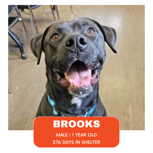 cahumanesociety's tweet photo. Brooks! Can you believe this cutie has been in shelter for almost 300 days!?
Learn more and set up a meet & greet with this sweet boy here: https://t.co/jCZCQsUgfI
#CAHumane https://t.co/0qM2M9xcwG