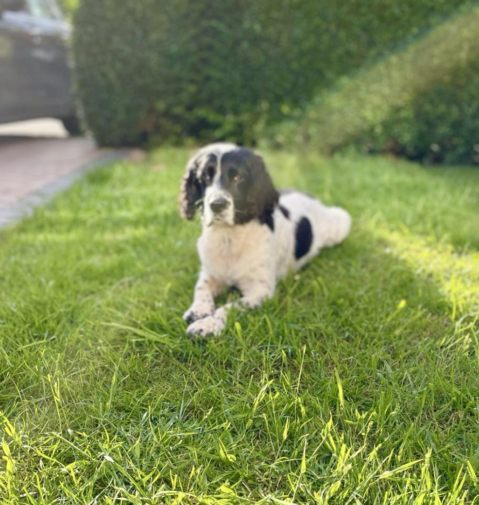 Our absolute favourite thing in the world is to support our wonderful retired service animals. RPD Orla is a beautiful springer spaniel from @PoliceDogDorset and she served with @dorsetpolice before retiring. Orla, now aged 12, had a lump on her paw, and due to cancerous…