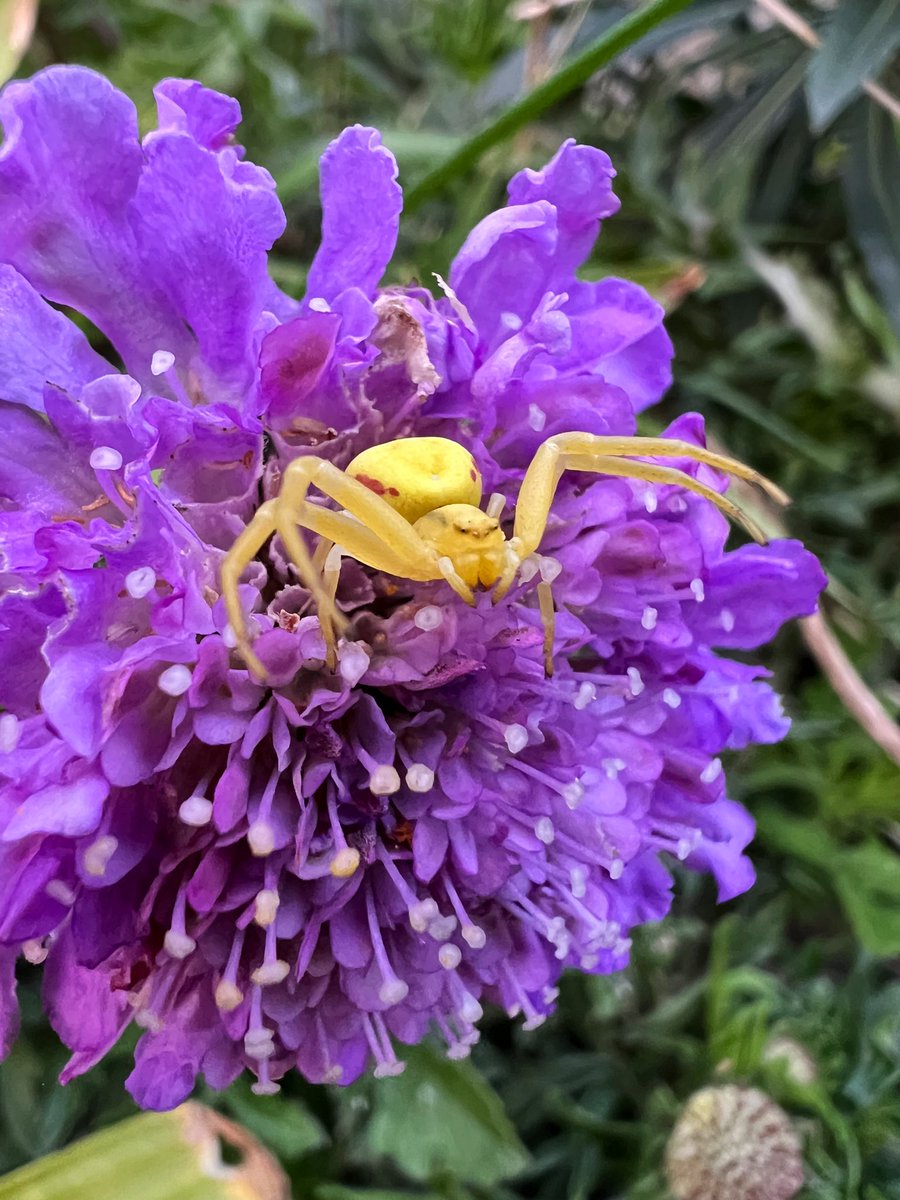 Not sure this Crab Spider realises it’s got the wrong camouflage on! 😆 Waiting for a passing insect on one of the Scabious flowers in my #WildlifeFrontGarden 😳 #WildlifeGarden 🕷️🌸