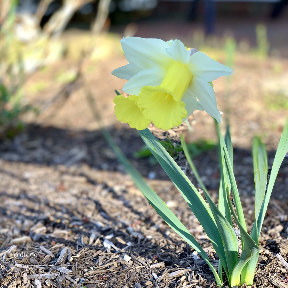 #SundayYellow #ThePhotoHour #TwitterNaturePhotography #April (2023) #Spring #MobilePhotography #photography #sundayvibes